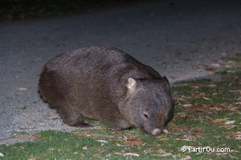 Wilsons Promontory - Australie