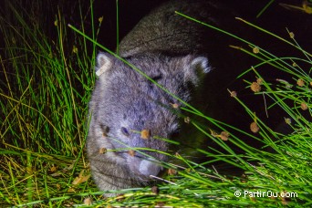 Wombat - Wilsons Promontory - Australie