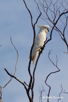 Cacatoès à huppe jaune - Australie