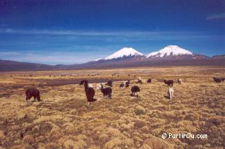 Sajama - Les monts Parinacota et Pomerape