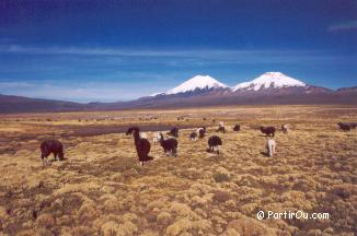 L'Altiplano bolivien - Bolivie