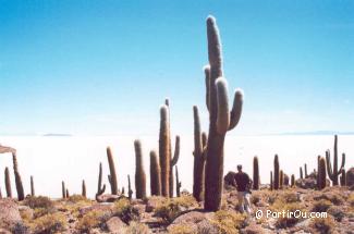 L'Altiplano bolivien - Bolivie