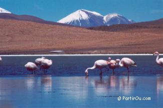 Bolivie