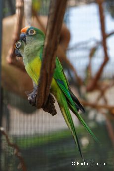 Parque das Aves - Iguau - Brsil