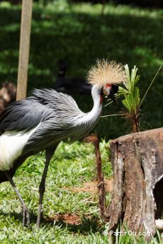 Parque das Aves - Iguau - Brsil