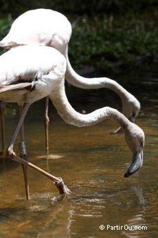 Parque das Aves - Iguau - Brsil