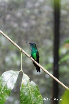 Parque das Aves - Iguaçu - Brésil