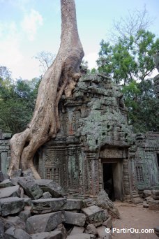 Ta Prohm - Angkor - Cambodge