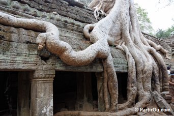 Ta Prohm - Angkor - Cambodge