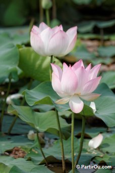 Champ de Lotus au Tonl Sap - Cambodge