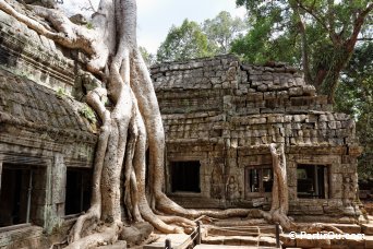 Ta Prohm - Angkor - Cambodge