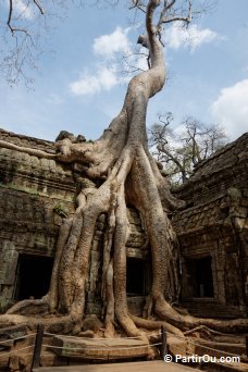 Ta Prohm - Angkor - Cambodge