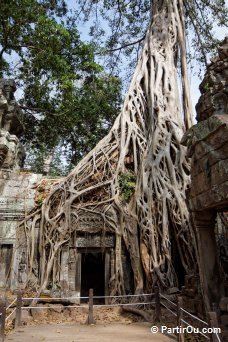 Ta Prohm - Angkor - Cambodge