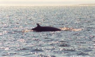 Baleine du Saint-Laurent