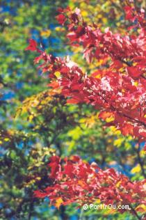 Couleurs d'automne du Qubec