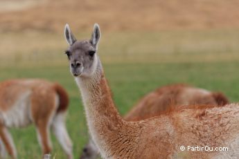 Guanaco - Chili