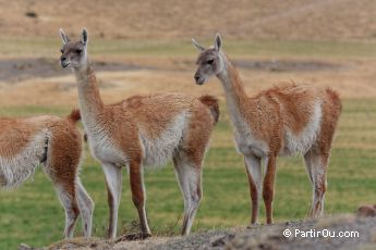 Guanaco - Argentine