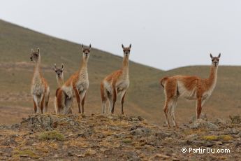 Patagonie chilienne