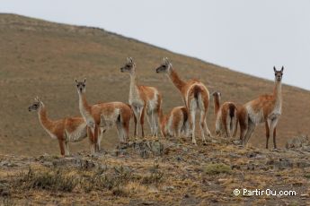 Guanacos - Torres del Paine - Chili