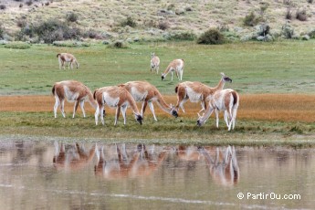 Guanacos - Torres del Paine - Chili