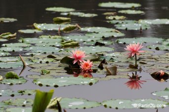 Étang du Parc Yuanmingyuan - Pékin - Chine