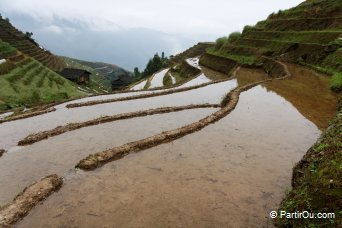 Rizires autour de Ping'an - Chine