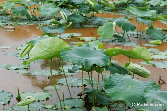 Campagne environnante de Yangshuo - Chine