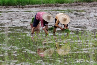 Plantation du riz autour de Yangshuo - Chine
