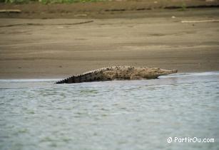 Tortuguero