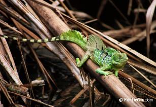 Iguanes au Parc national Tortuguero