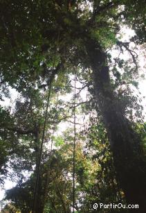 Réserve de Monteverde