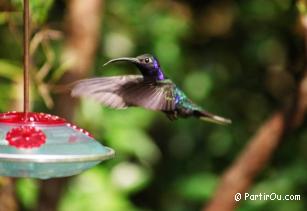 Colibri