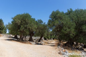 Lunjska Maslinada sur l'le de Pag - Croatie