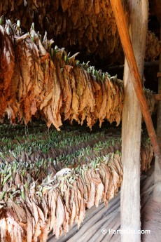 Séchoir à tabac - Valle de la Guasasa - Cuba