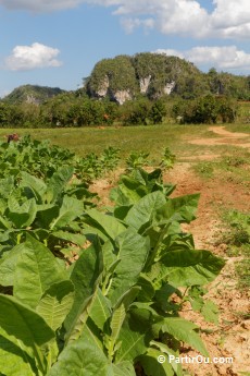 Tabac dans la Valle de la Guasasa - Cuba