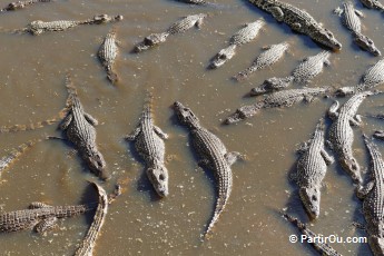 Ferme aux crocodiles - Cuba