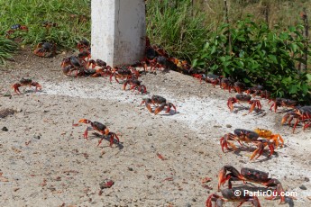 Crabes rouges - Cuba