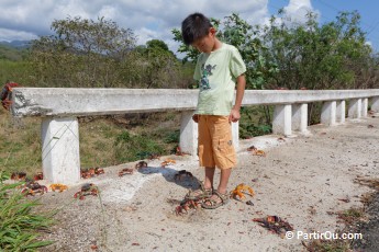 Crabes rouges - Cuba