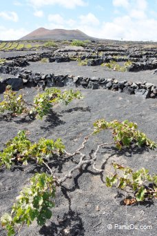 Vignes  Lanzarote - Canaries