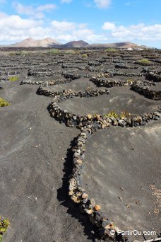 Vignes  Lanzarote - Lanzarote - Canaries