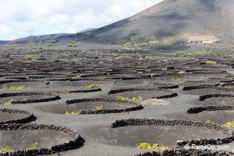 Vignes  Lanzarote - Lanzarote - Canaries