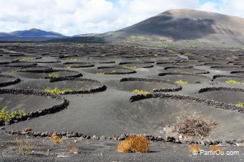 Vignes de Lanzarote - Canaries