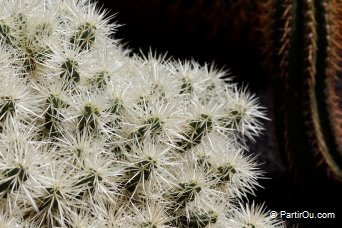 Jardin de cactus - Lanzarote - Canaries