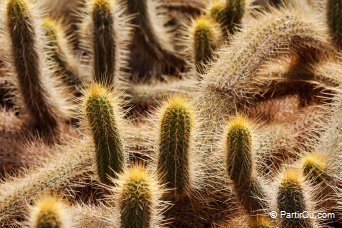 Jardin de cactus - Lanzarote - Canaries