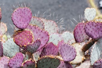 Jardin de cactus - Lanzarote - Canaries