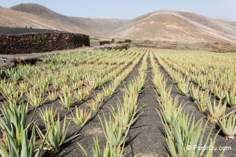 L'aloe vera - Lanzarote