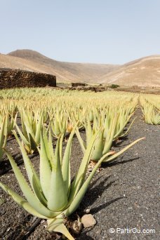 Aloe vera - Lanzarote - Canaries