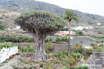 Dragonnier des Canaries de Icod de Los Vinos - Tenerife - Canaries