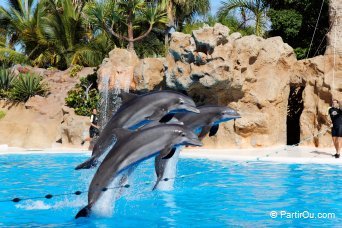 Loro Parque - Tenerife - Canaries