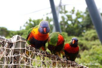 Loro Parque - Tenerife - Canaries